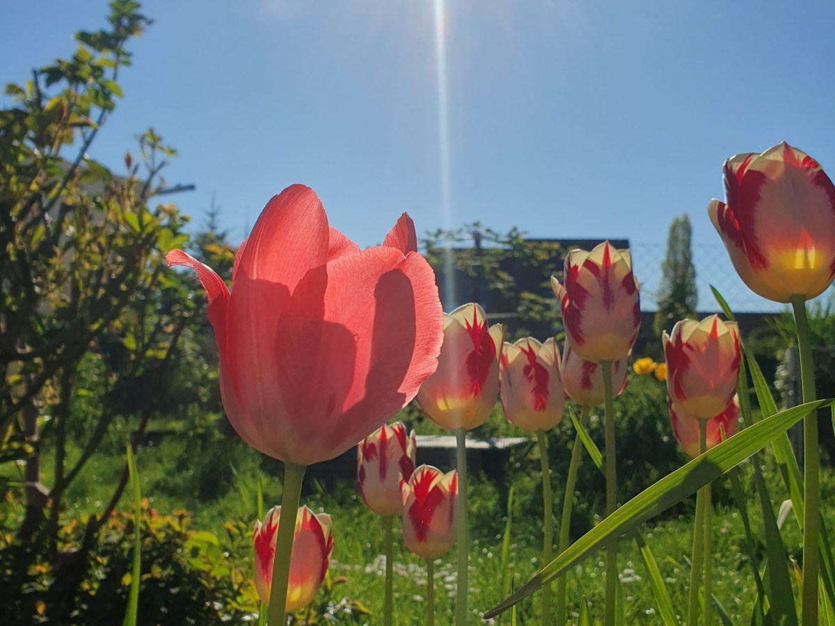 Frühlingsimpressionen