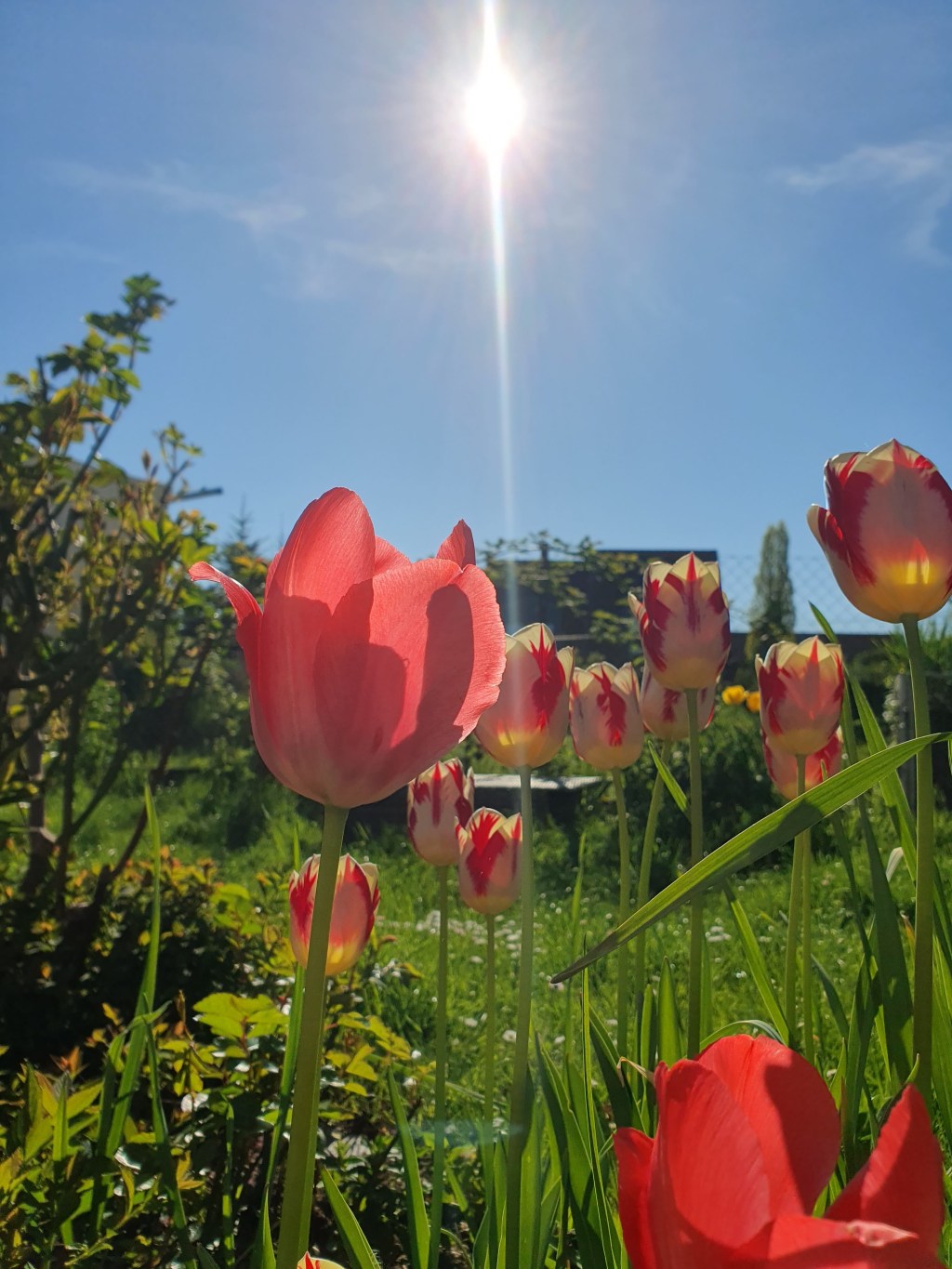 Frühlingsimpressionen