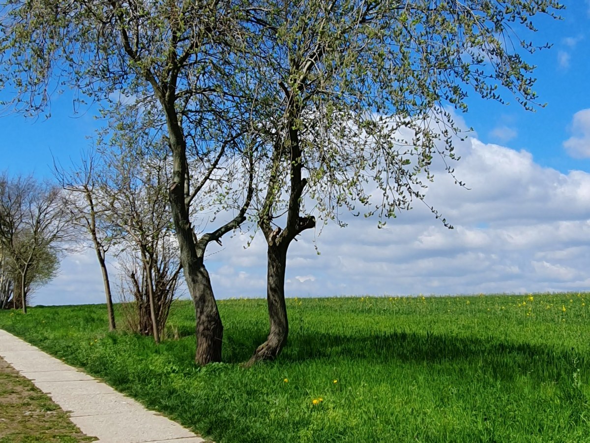 Schönfelder Hochland